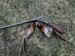 12 Ga. • 2 1/2" • Falcon • Vel. 1200 • 7/8 oz. Load - Box - BG.12.21/2.FL.7/8.Box